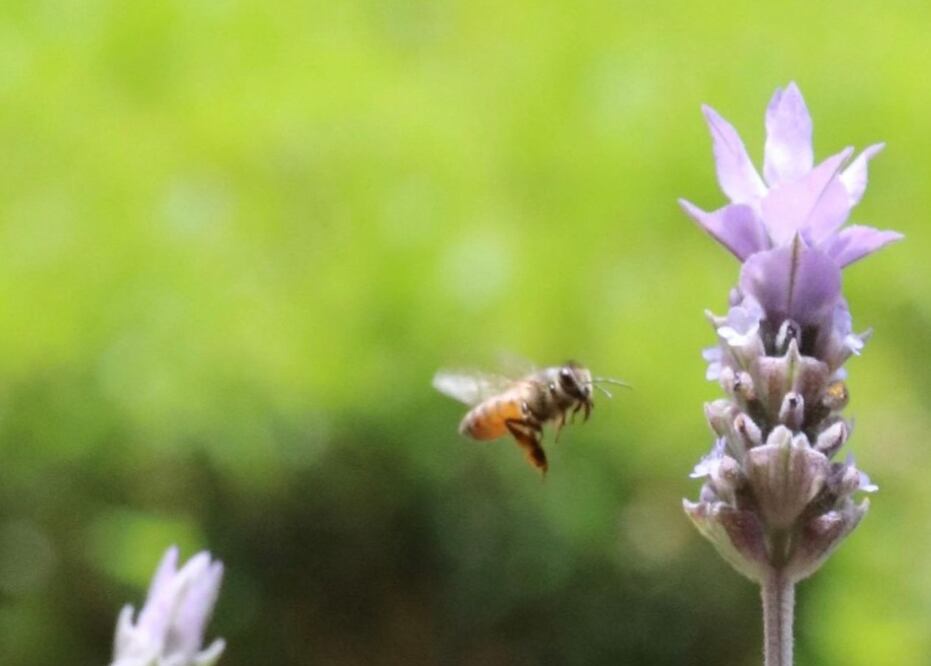 En 2022, el gobierno estatal contaba con 20 programas que promueven el cuidado del medio ambiente y el uso racional de los recursos naturales I Foto: Luis Soriano