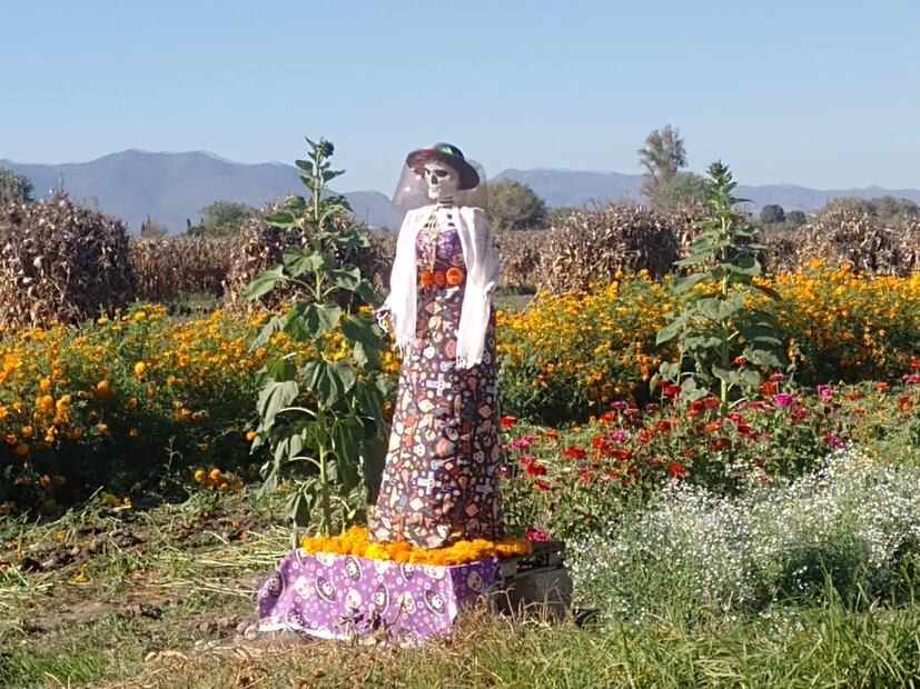 Venta de flor de día de muertos en Doxey. Fotos: Joselyn Sánchez