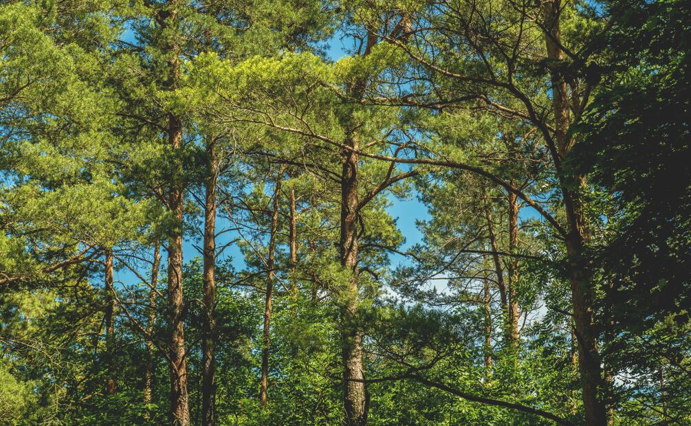El 70 % de los árboles de Sembrando Vida logró sobrevivir en Hidalgo aún con sequía | Foto: Pexels
