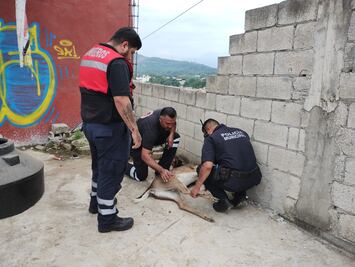 Venado cola blanca muere en colonia Mirador tras ser herido de bala