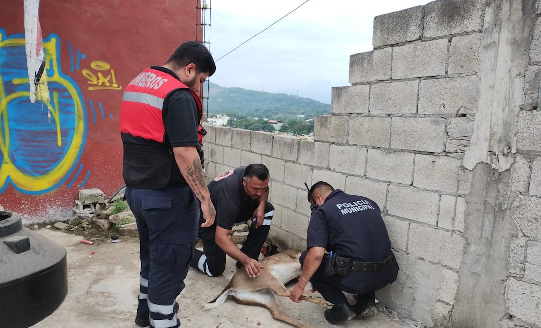 Foto: Francisco Bautista