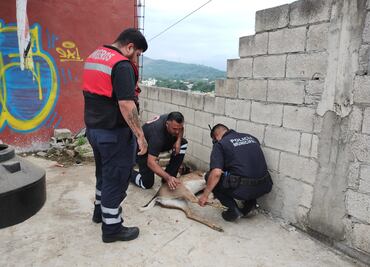 Venado cola blanca muere en colonia Mirador tras ser herido de bala