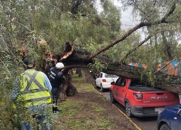 Cae árbol sobre calzada Cuesco y provoca movilización de emergencia