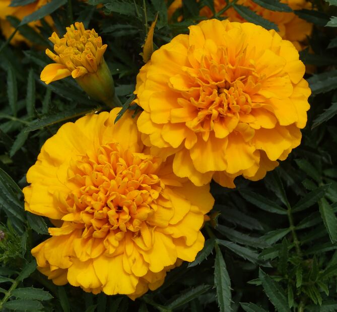 Una flor tradicional que también tiene sello hidalguense | Foto: Wikipedia