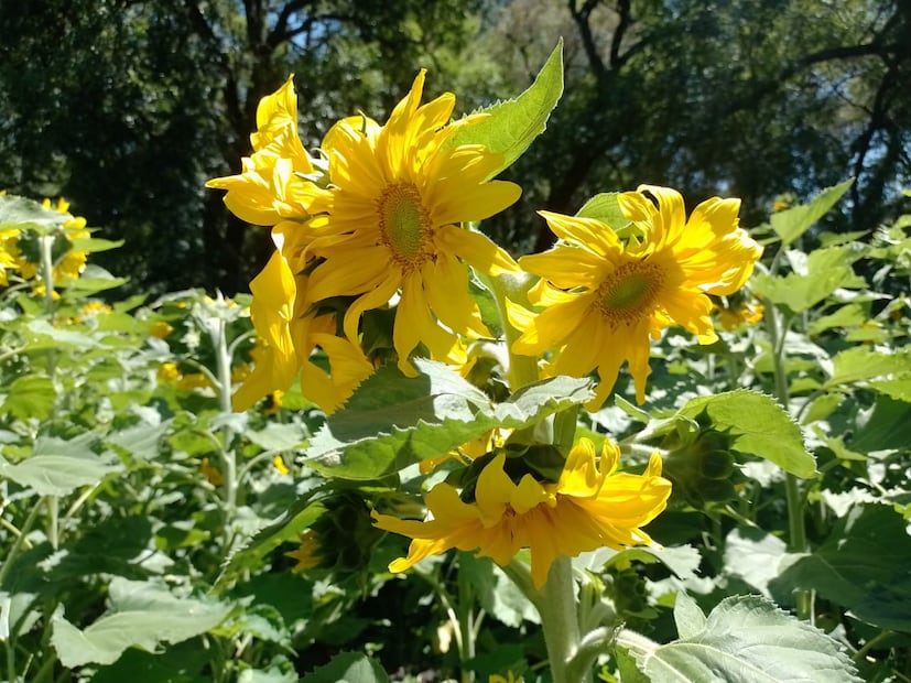 El campo polinizador de girasoles más grande de Hidalgo, está en Tula | Foto: Joselyn Sánchez