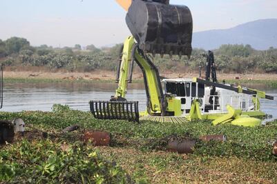 Lirio acuático de la presa Endhó se utilizaría en el parque de economía circular