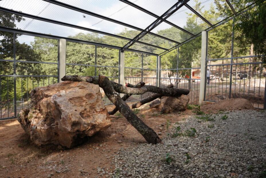 La liberación de venados cola blanca en el Parque Ecoturístico del Puma para la preservación de esta última especie no ha tenido mucho éxito I Foto: Especial