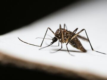 Hidalgo registra 85 casos de dengue en 2025; San Felipe Orizatlán concentra la mayoría