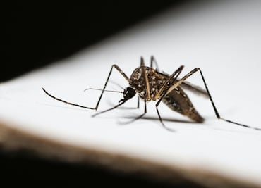 Hidalgo registra 85 casos de dengue en 2025; San Felipe Orizatlán concentra la mayoría