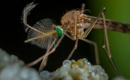 Hidalgo reporta más de 100 casos de dengue en lo que va del año