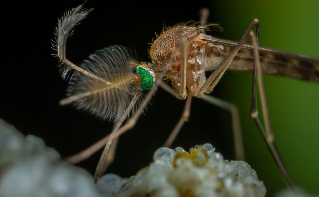 Hidalgo refuerza medidas sanitarias ante riesgo de sarampión y repunte de dengue | Foto: Pexels