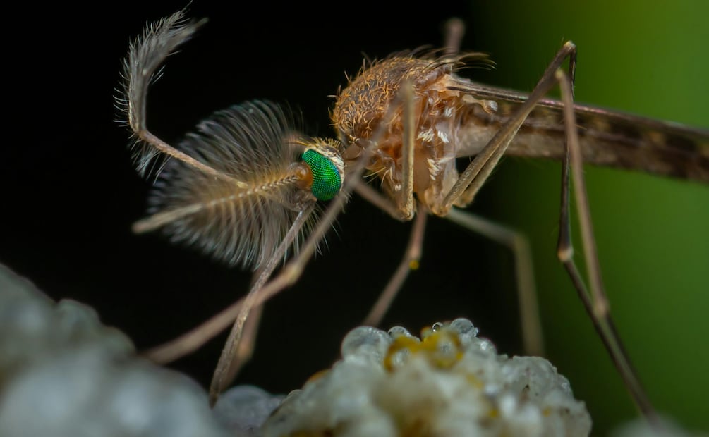 Hidalgo refuerza medidas sanitarias ante riesgo de sarampión y repunte de dengue | Foto: Pexels