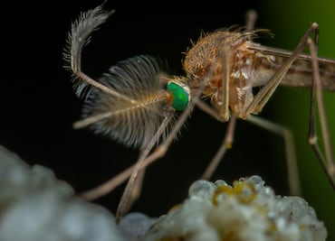Hidalgo reporta más de 100 casos de dengue en lo que va del año