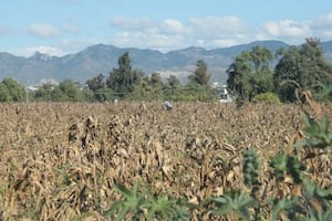 Secretaría de Agricultura entregará apoyos a 28 mil productores afectados en Hidalgo