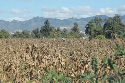 Secretaría de Agricultura entregará apoyos a 28 mil productores afectados en Hidalgo