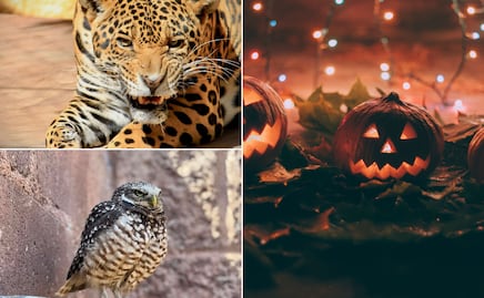 Vive la magia de la naturaleza en Wildween, un recorrido nocturno por la fauna silvestre en Pachuca