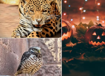 Vive la magia de la naturaleza en Wildween, un recorrido nocturno por la fauna silvestre en Pachuca