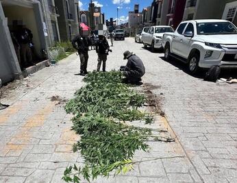 Cateo en Tizayuca deja aseguradas 12 plantas de marihuana y un uniforme policial