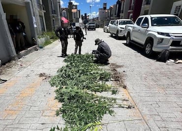 Cateo en Tizayuca deja aseguradas 12 plantas de marihuana y un uniforme policial