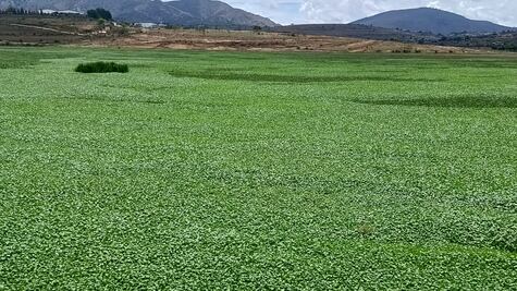 Se llena de lirio la Presa La Esperanza en Cuautepec de Hinojosa