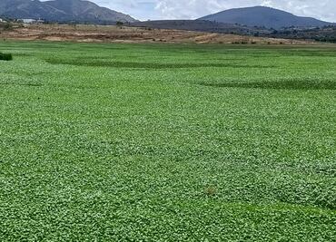 Se llena de lirio la Presa La Esperanza en Cuautepec de Hinojosa