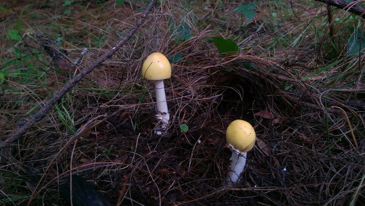 Acaxochitlán podría albergar especies de hongos nunca antes registradas | Foto: especial