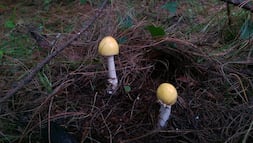 IPN documentará la riqueza de hongos de Acaxochitlán para proteger especies y frenar la biopiratería
