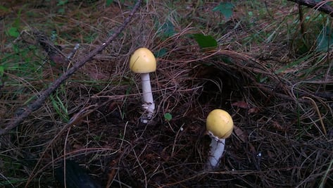IPN documentará la riqueza de hongos de Acaxochitlán para proteger especies y frenar la biopiratería
