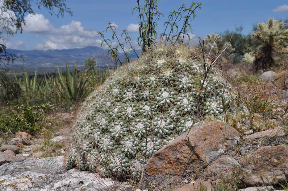 Hay biznagas en Hidalgo que llevan décadas creciendo | Foto: Wikimedia Commons