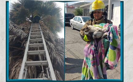 Rescatan a gato atrapado en palmera del fraccionamiento Colosio en Pachuca