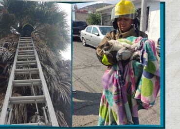 Rescatan a gato atrapado en palmera del fraccionamiento Colosio en Pachuca