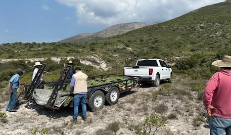 Restituyen cactáceas extraídas ilegalmente en Hidalgo