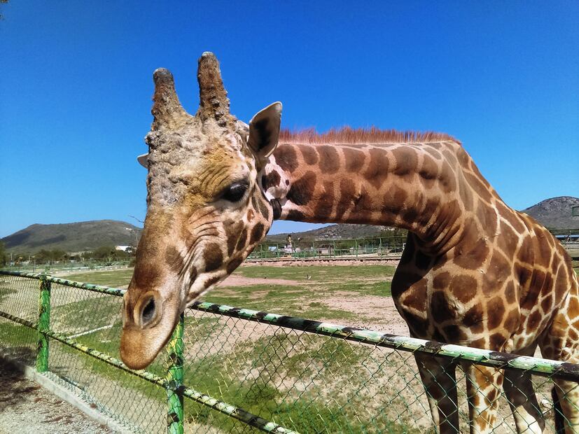 Tuzoofari: un santuario en Hidalgo que fomenta el respeto animal a través de la interacción directa | Foto. Wikimedia Commons