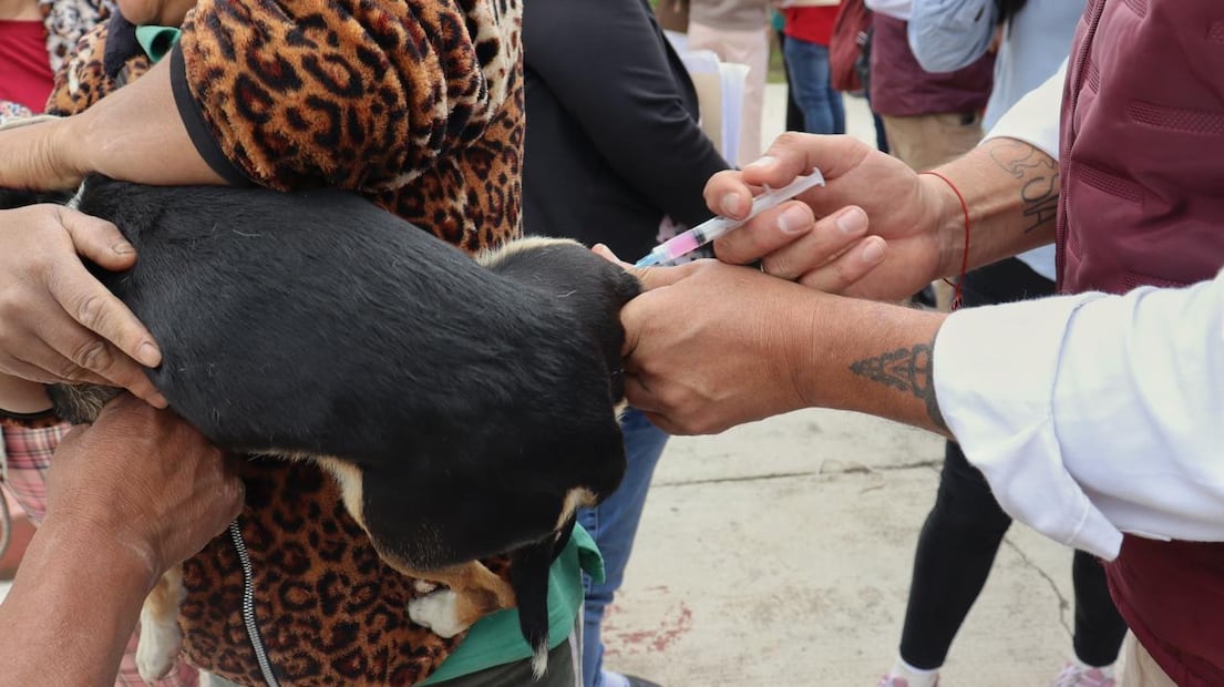 Arranca vacunación antirrábica en Hidalgo; buscan proteger a más de 289 mil mascotas en una semana | Foto: SSH