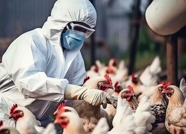 OMS advierte sobre amenaza de la gripe aviar tras el año con más contagios; pide mil 500 mdd para emergencias sanitarias