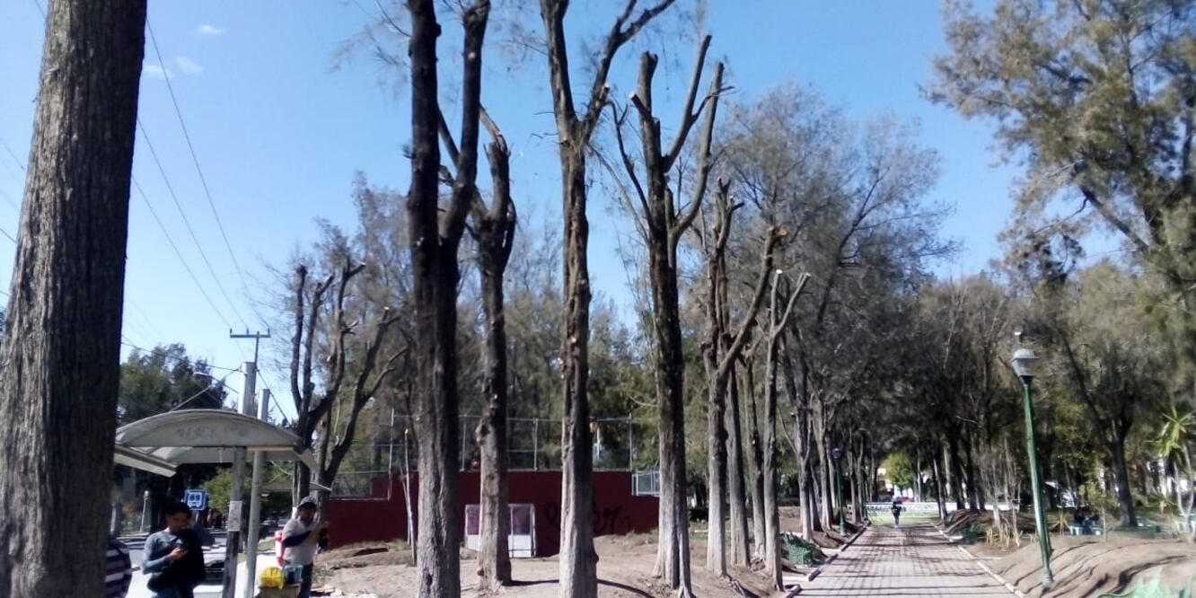 En siete puntos de la capital hidalguense han sido talados 665 árboles | Foto: Arturo Torres