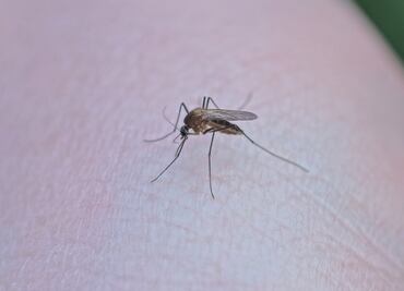 Fumigan y eliminan criaderos de moscos por incremento de dengue en Hidalgo