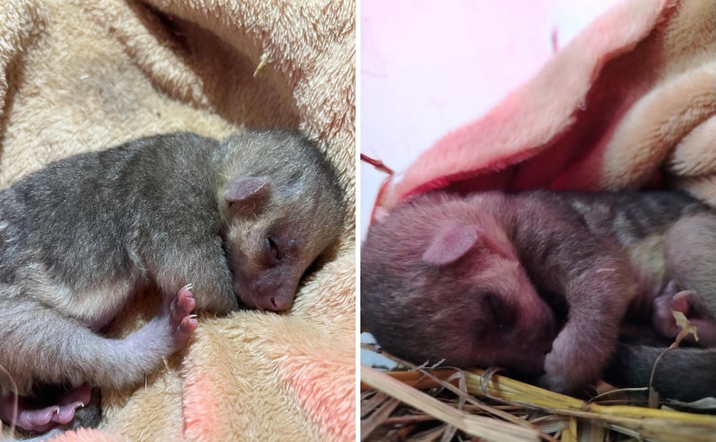 Invitan a madres e hijos a vivir una experiencia con fauna silvestre en Pachuca | Facebook: Unidad de Rehabilitación de Fauna Silvestre Pachuca