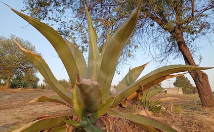 Apan impulsa el cultivo de maguey para diversificar la producción agrícola