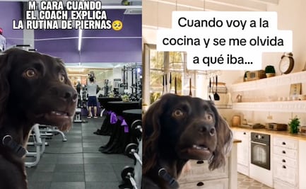 Meme del "perro confundido" conquista en TikTok