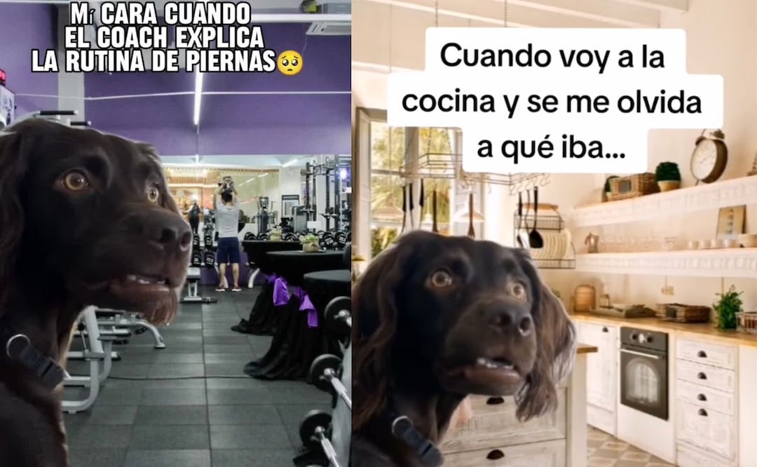 Meme del "perro confundido" conquista en TikTok
Foto:especial