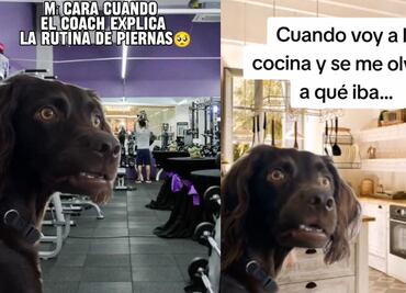Meme del "perro confundido" conquista en TikTok
