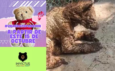 #UnAbrazoParaMina: la iniciativa que ayudará a salvarle la vida a la osita rescatada de "La Pastora"