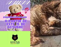 #UnAbrazoParaMina: la iniciativa que ayudará a salvarle la vida a la osita rescatada de "La Pastora"