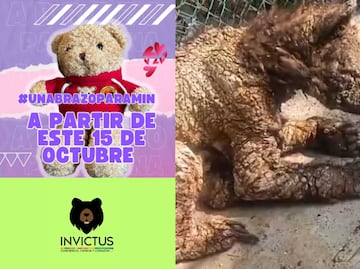 #UnAbrazoParaMina: la iniciativa que ayudará a salvarle la vida a la osita rescatada de "La Pastora"