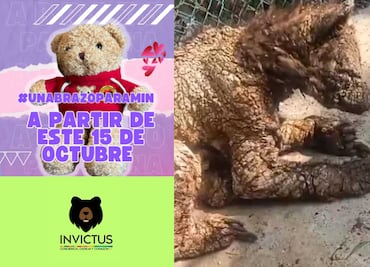 #UnAbrazoParaMina: la iniciativa que ayudará a salvarle la vida a la osita rescatada de "La Pastora"