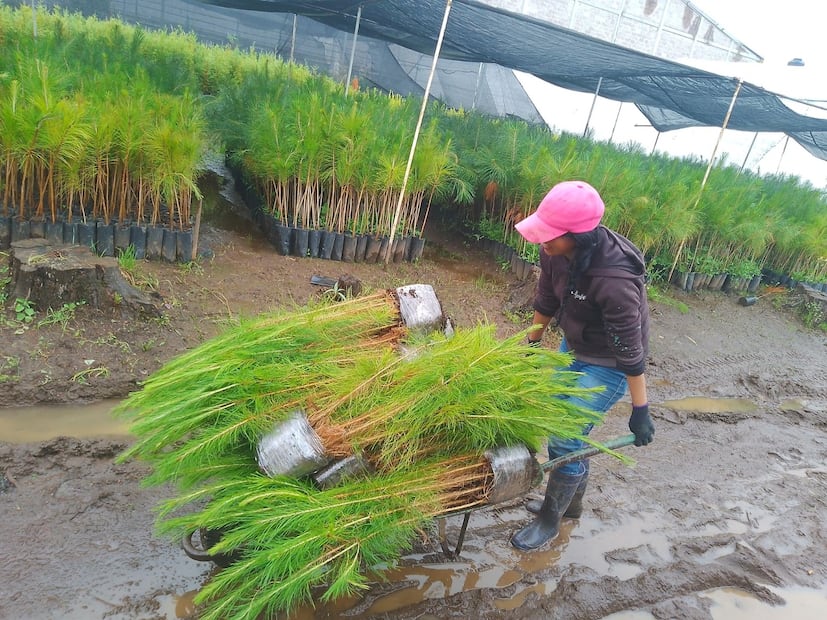 Silvicultores de Pachuca-Tulancingo cumplen 35 años promoviendo la conservación forestal | Foto: especial