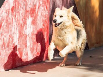 Hospital con Garra garantiza bienestar animal en Mineral de la Reforma