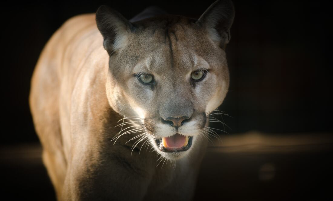 En Actopan también se ha registrado presencia de un puma desde hace algunos años | Foto: Pixabay