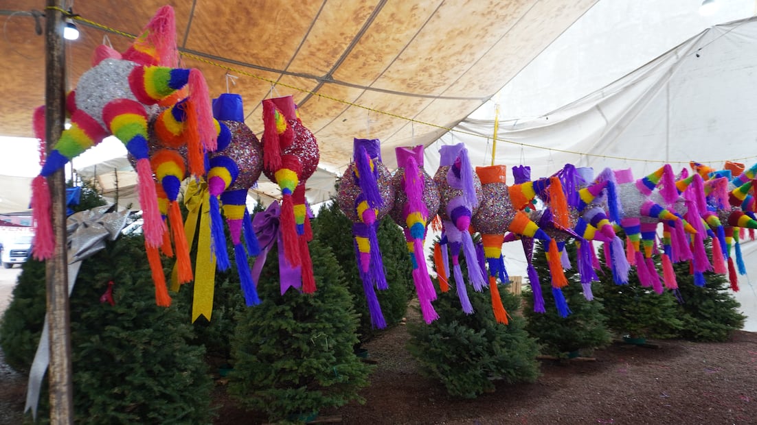 Entre pinos y tradición, arbolitos naturales desde mil pesos en Pachuca | Foto: Cinthya Carbajal
